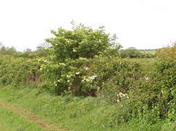 Imagem de Sambucus nigra L.