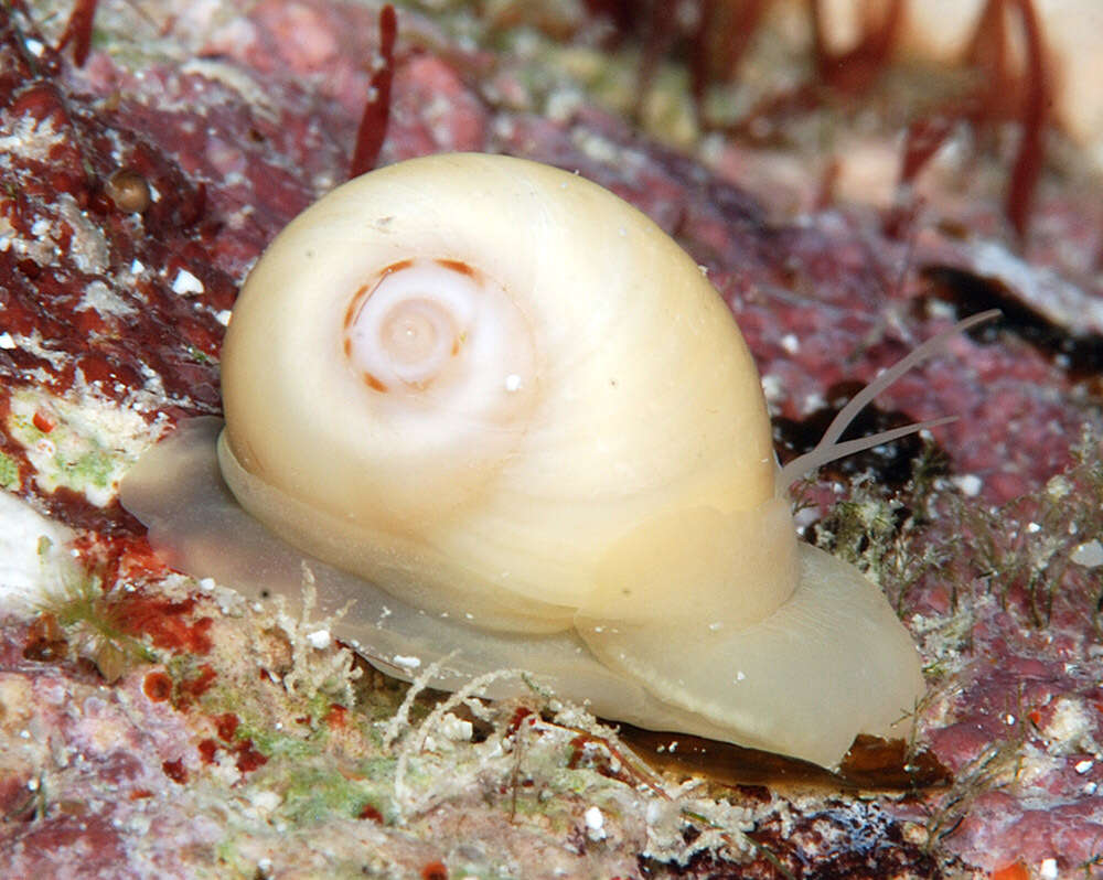 Image of spider moonsnail