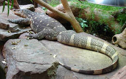 Image of Varanus niloticus