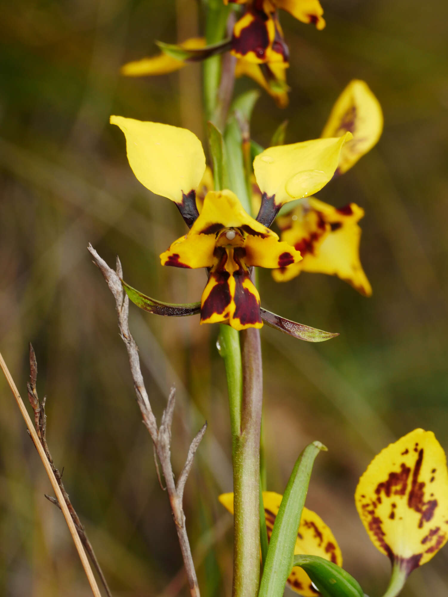 Image of Diuris leopardina