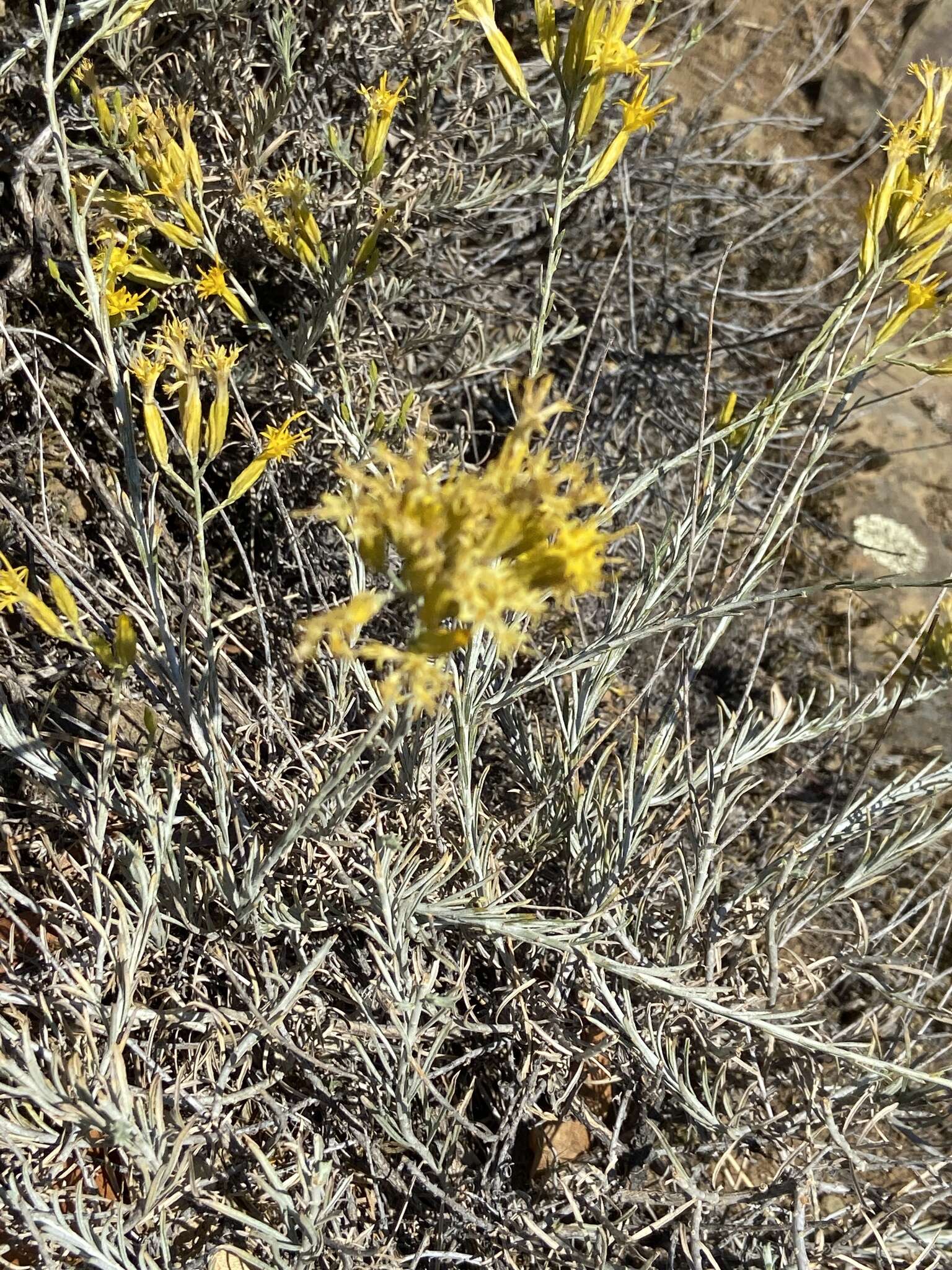 Image of Ericameria nauseosa var. speciosa (Nutt.) G. L. Nesom & G. I. Baird