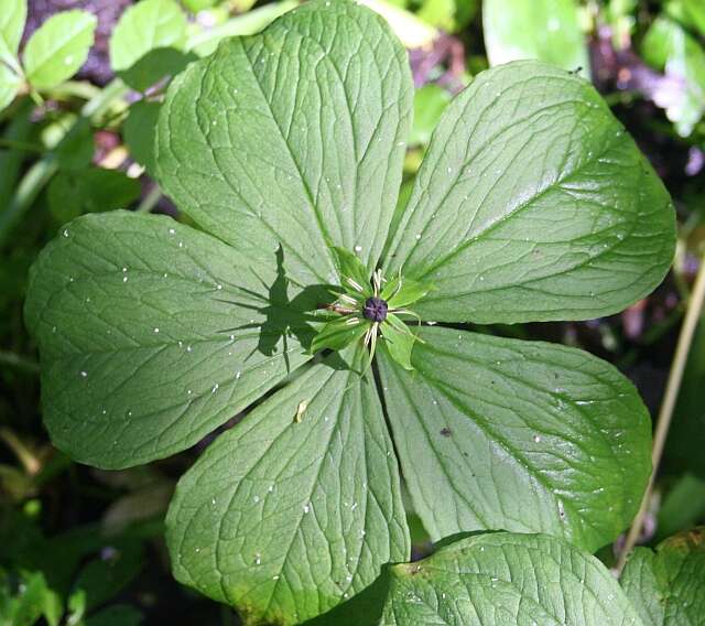 Image of herb Paris