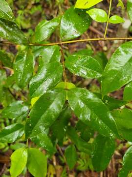 Myrcia splendens (Sw.) DC. resmi