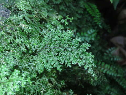 Imagem de Hymenophyllum polyanthos (Sw.) Sw.