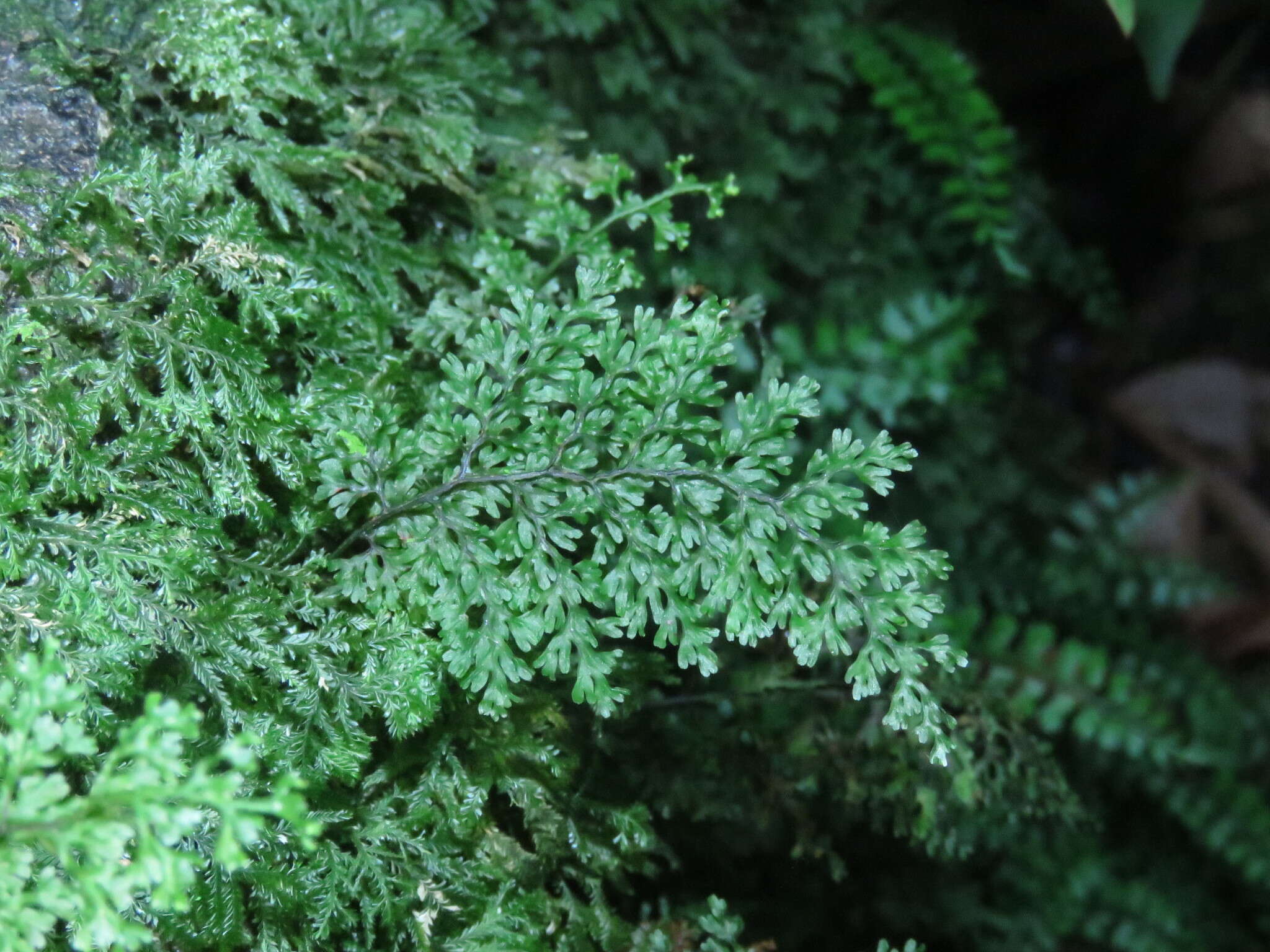 Image of smooth filmy fern