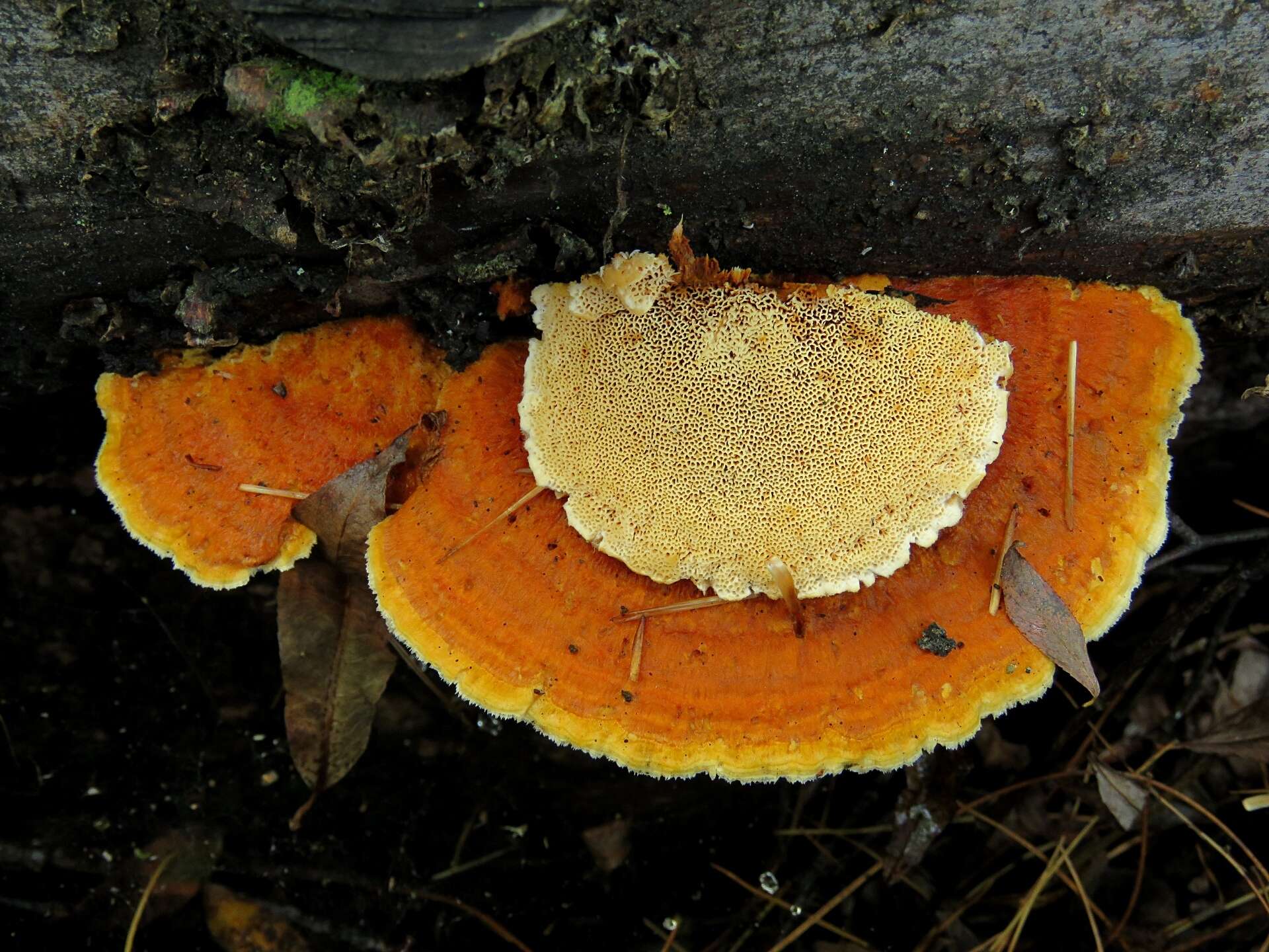 Image of Pycnoporellus fulgens (Fr.) Donk 1971