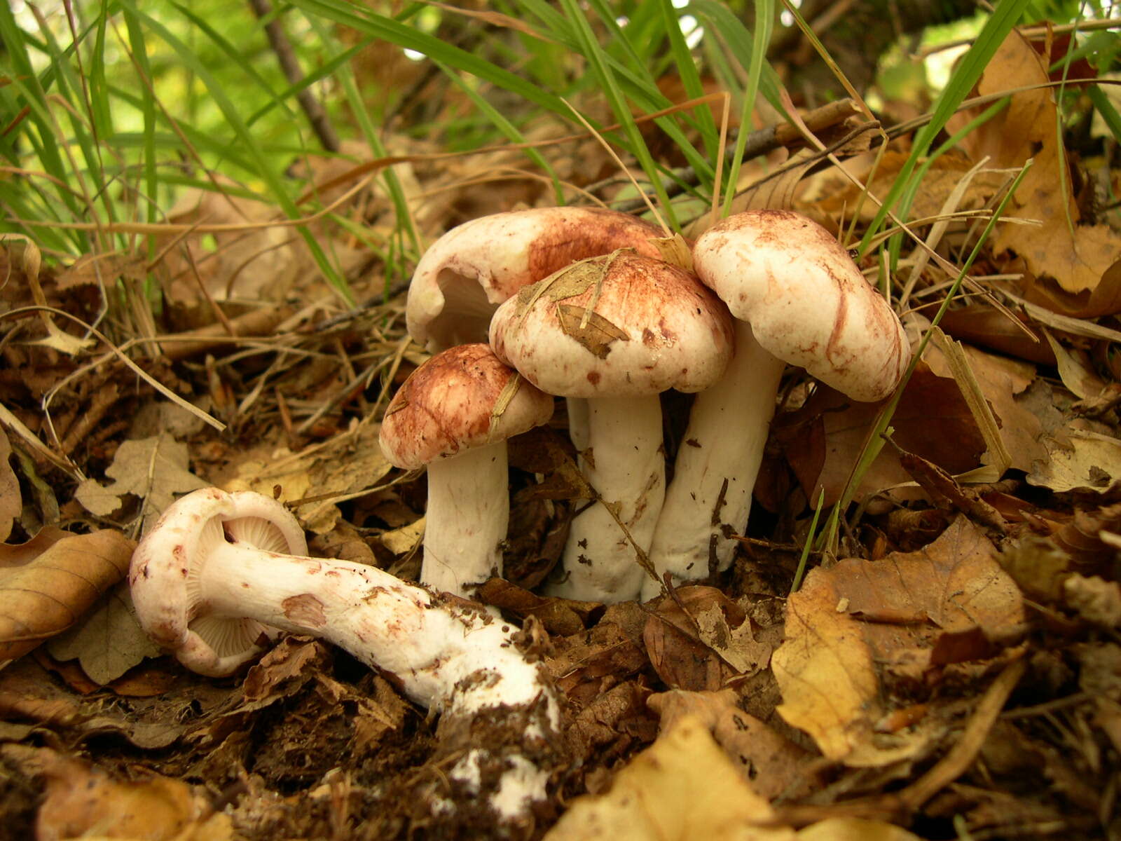 Image of Hygrophorus russula (Schaeff. ex Fr.) Kauffman 1918