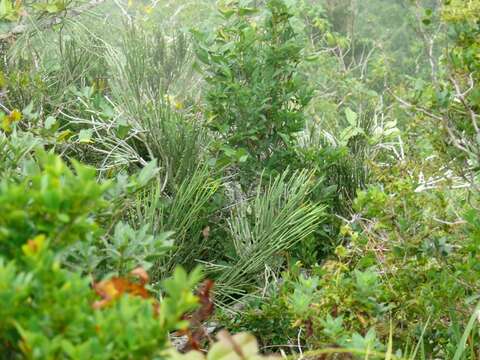 Image of Euphorbia analalavensis Leandri