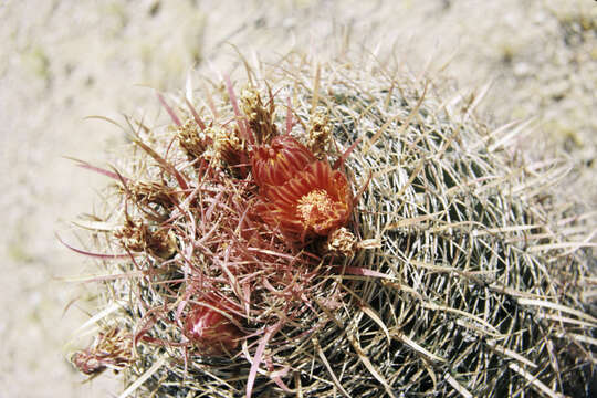 Image of Fire Barrel Cactus