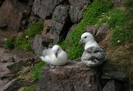 Image of Fulmar