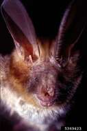 Image of Cape Long-eared Bat