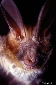 Image of Cape Long-eared Bat