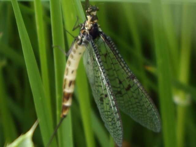 Image of Ephemeroidea