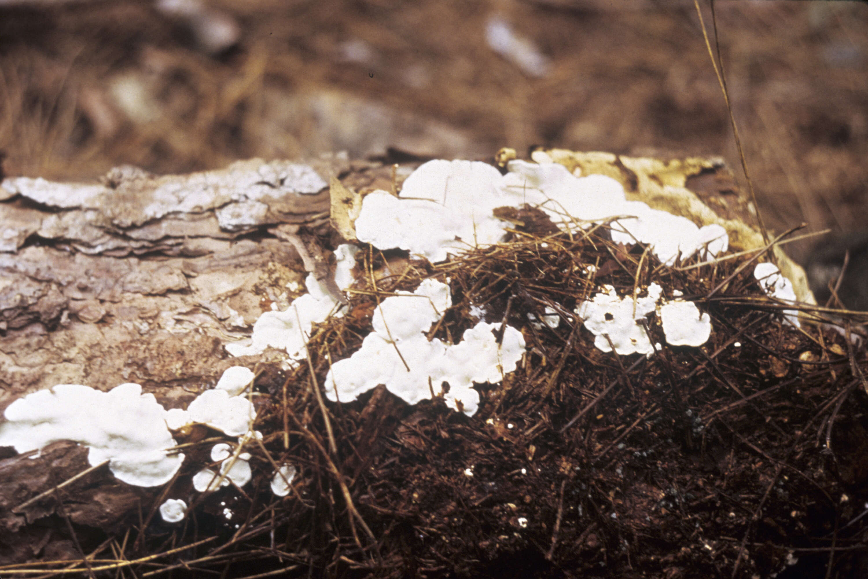 Image de Polypore du pin