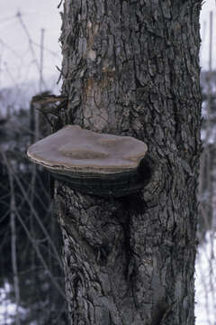 Image of Phellinus igniarius (L.) Quél. 1886