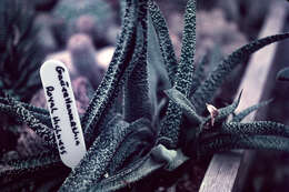 Image of Gasteria