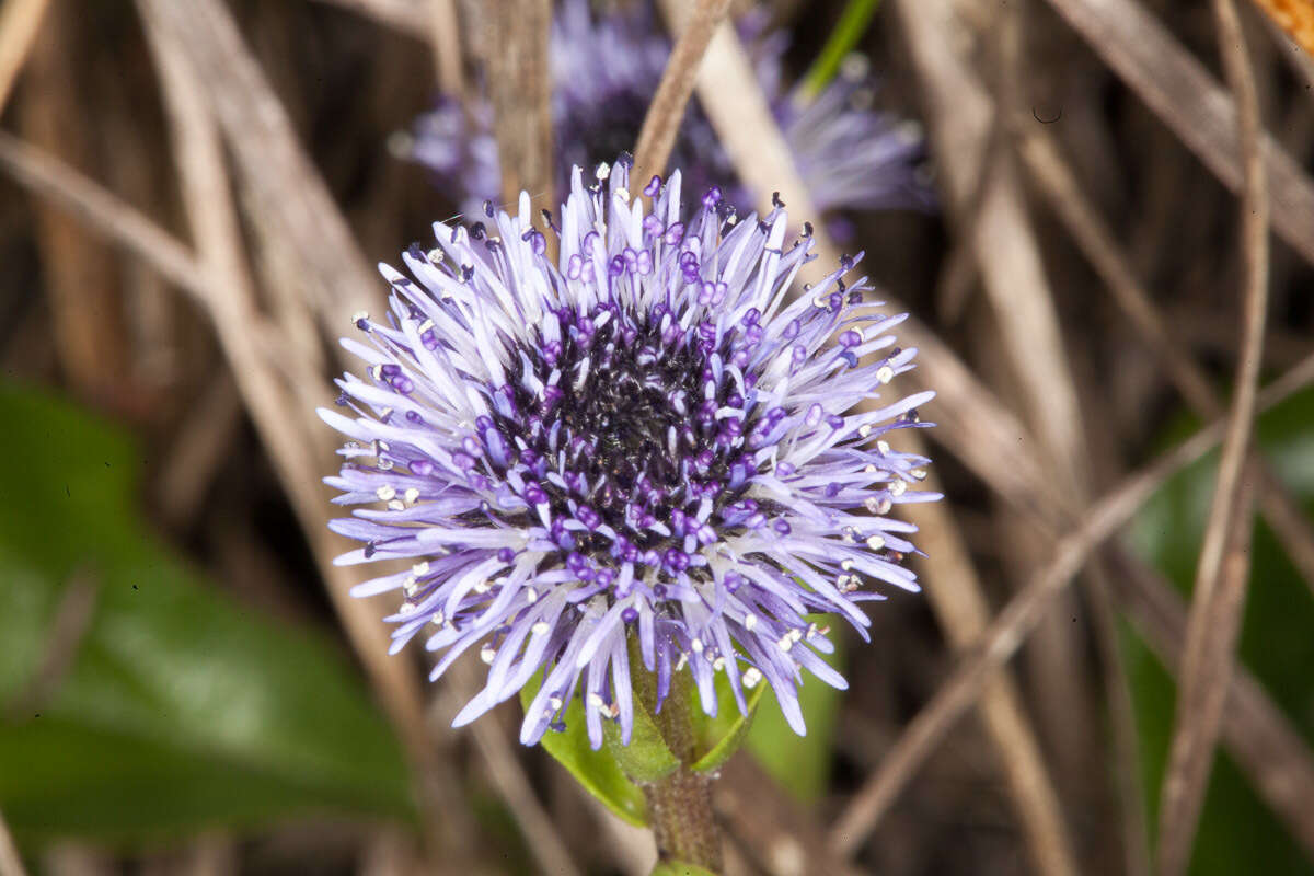 Image of Globularia bisnagarica L.