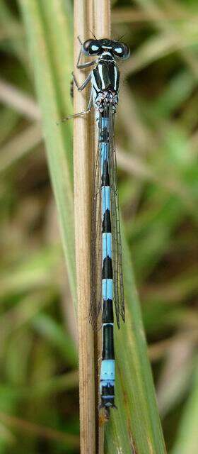 Image of Southern Damselfly