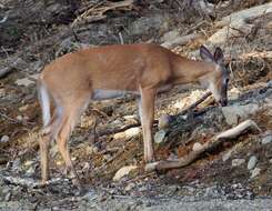 Image of Odocoileus virginianus borealis Miller 1900