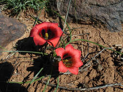 Image of Romulea monadelpha (Sweet ex Steud.) Baker