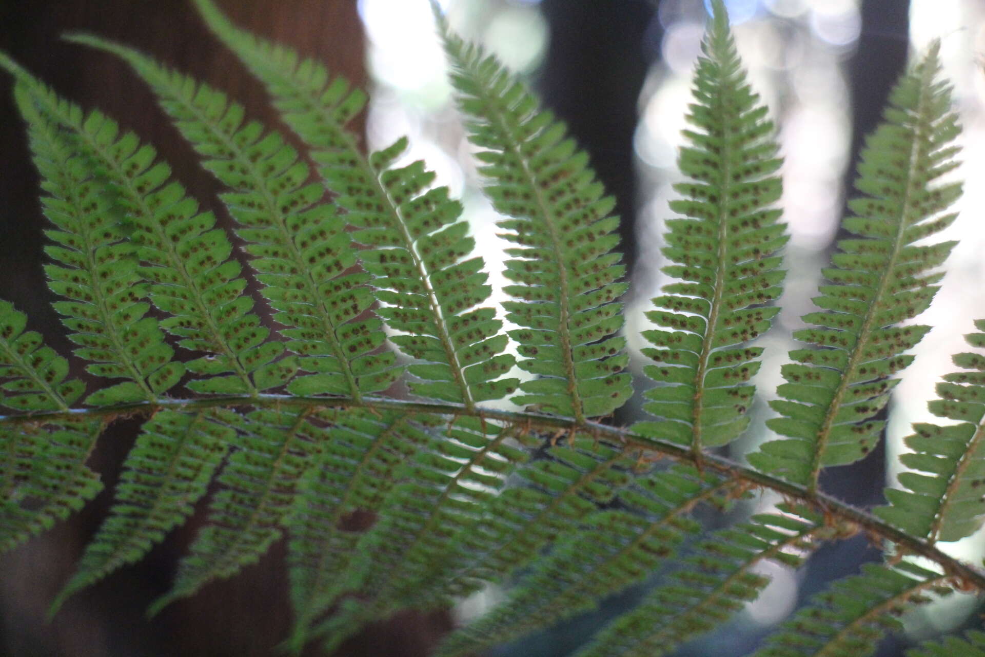 Image de Polystichum parvipinnulum Tag.