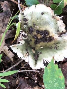 Image of Russula parvovirescens Buyck, D. Mitch. & Parrent 2006