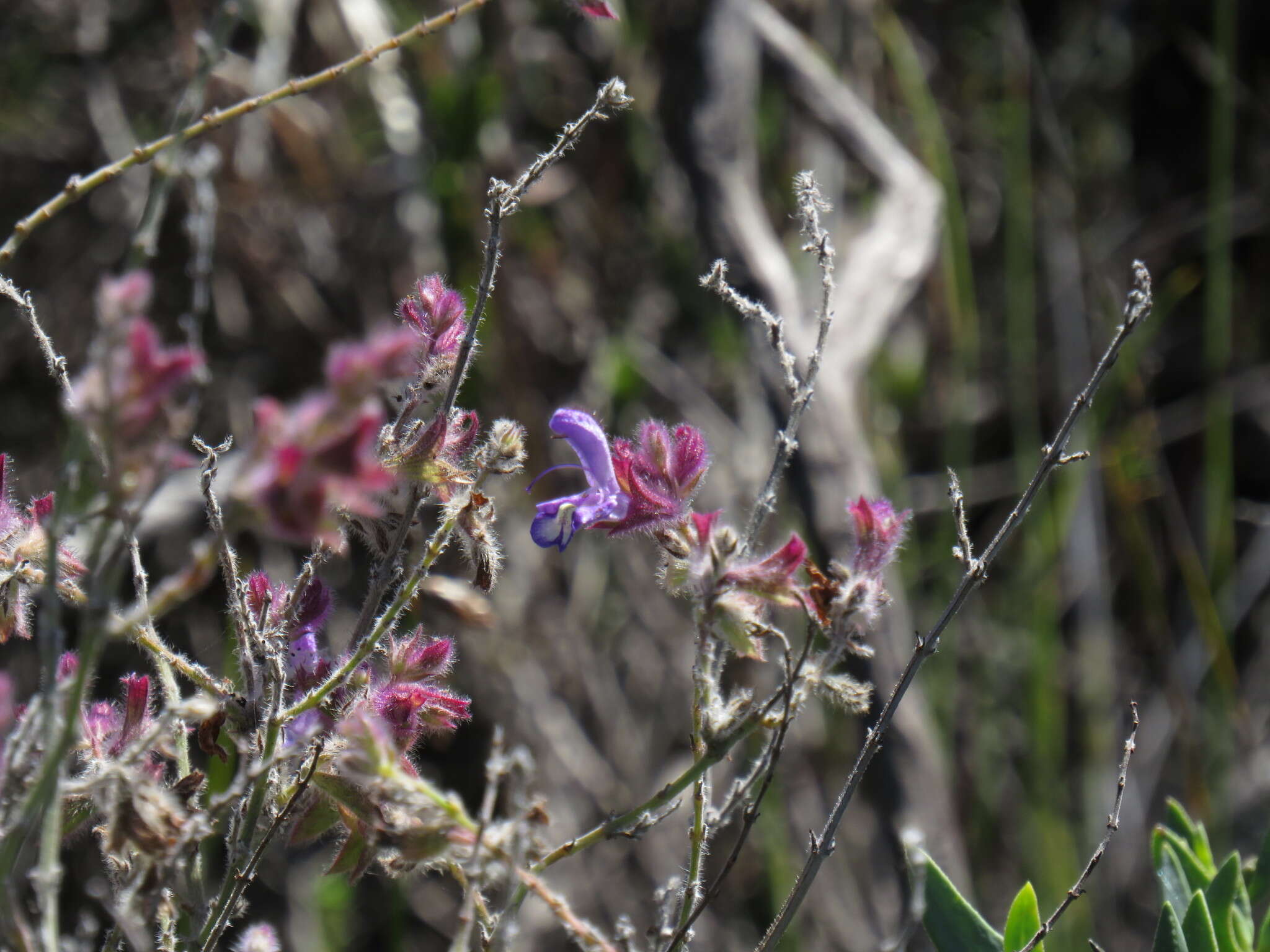 Salvia albicaulis Benth. resmi