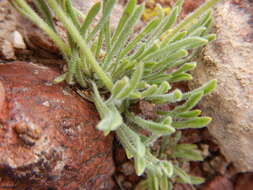 Sivun Erigeron chrysopsidis var. austiniae (Greene) G. L. Nesom kuva