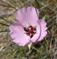 Image of Munz's mariposa lily