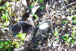 Image of Broad-footed Mole