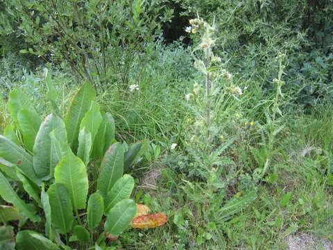 Image of Parry's thistle