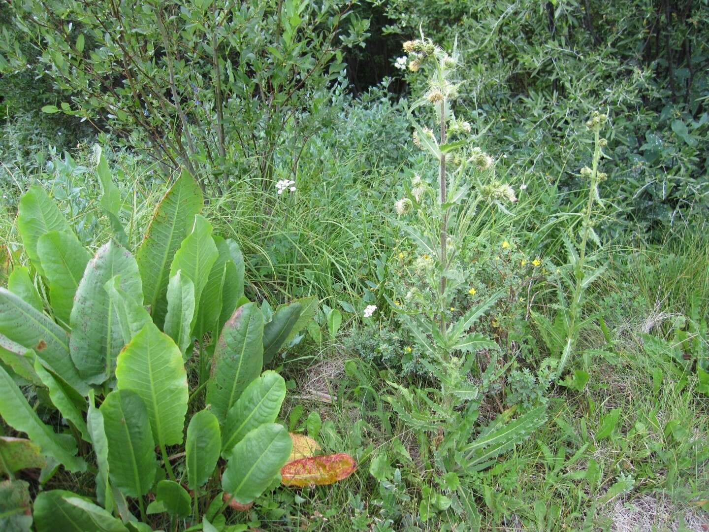 Plancia ëd Cirsium parryi (A. Gray) Petr.