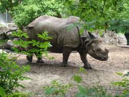 Image of Indian Rhinoceros