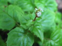 Image of Alpine enchanter’s-nightshade