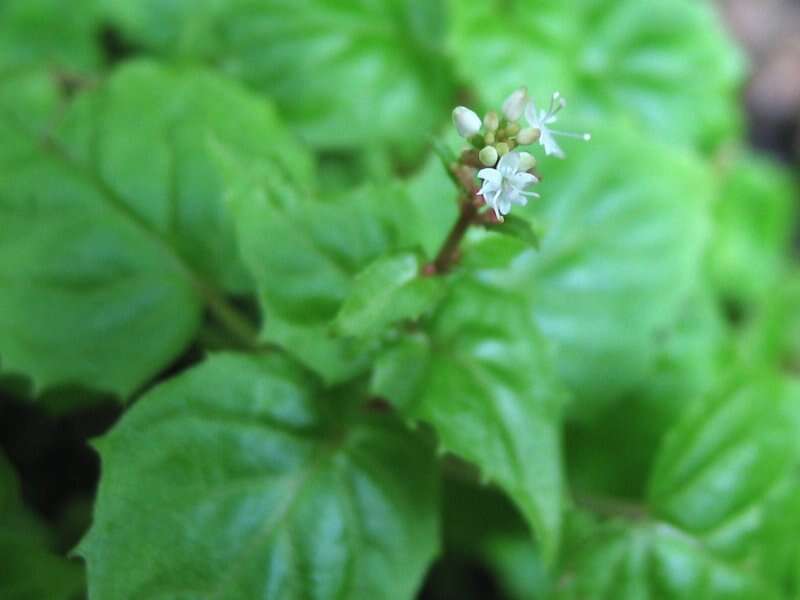 Image of Alpine enchanter’s-nightshade