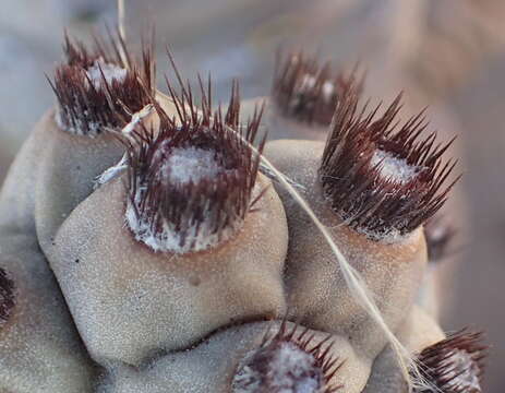 Tephrocactus articulatus (Otto) Backeb. resmi