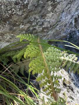 Imagem de Polystichum haleakalense Brack.