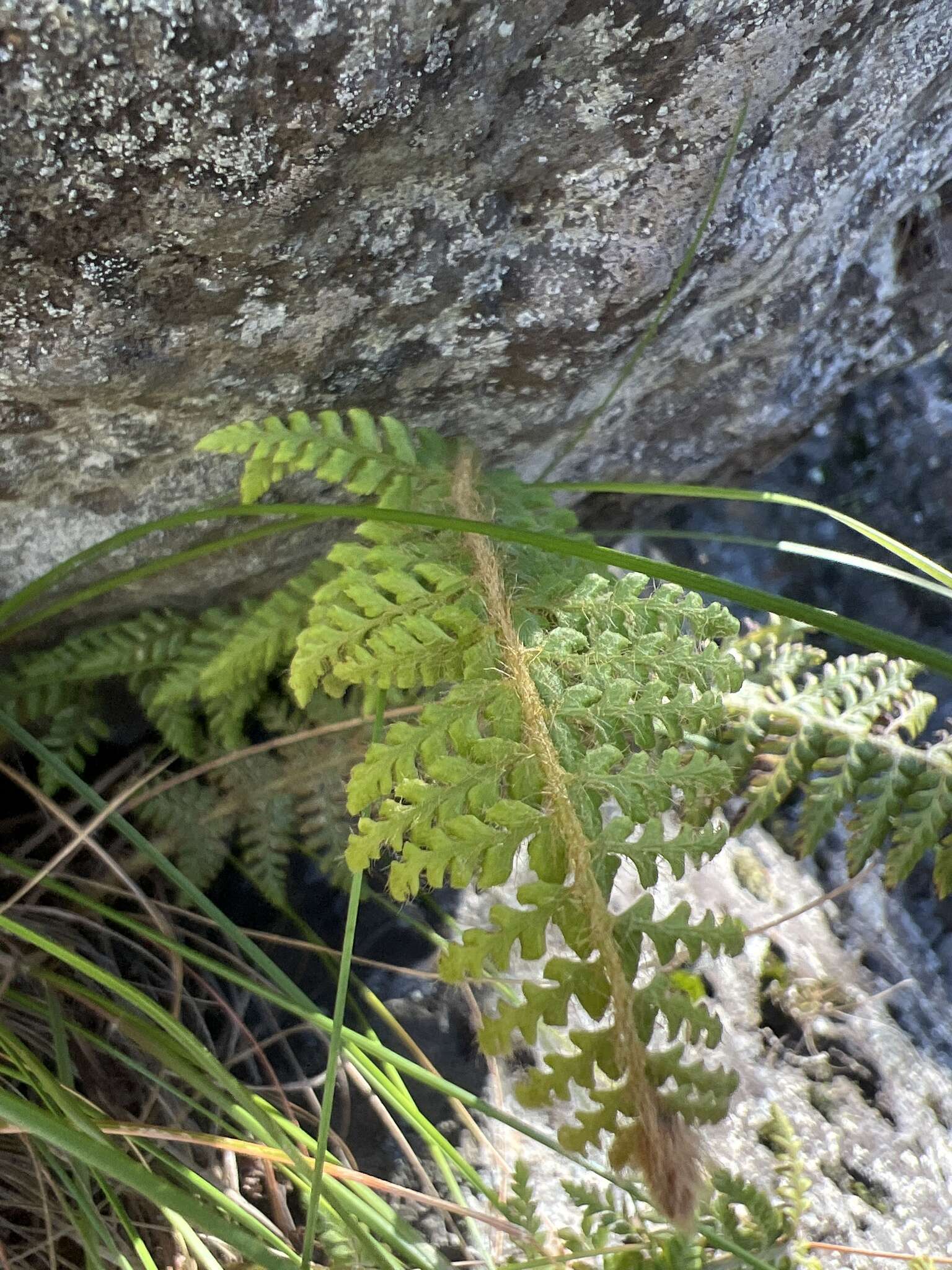 Polystichum haleakalense Brack.的圖片