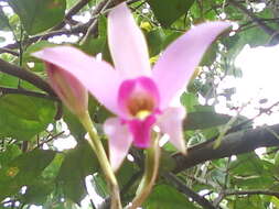 Image of Laelia anceps Lindl.