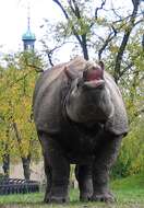 Image of Indian Rhinoceros