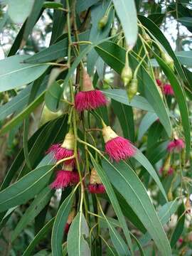 Image de Eucalyptus leucoxylon F. Müll.