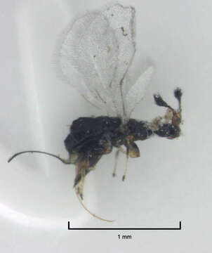 Image of Fig wasp