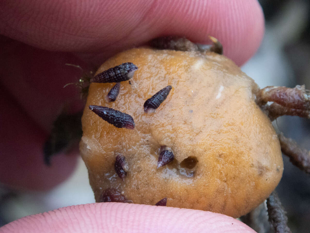 Cerithiopsis stejnegeri Dall 1884 resmi