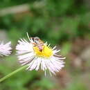 Nomada cuneata (Robertson 1903) resmi