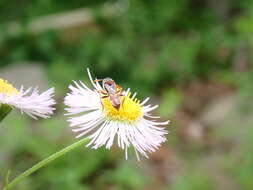 Nomada cuneata (Robertson 1903) resmi