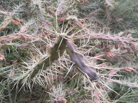 Image of Jointed Pricklypear