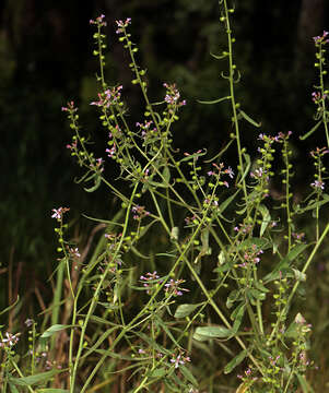 صورة Clarkia heterandra (Torrey) H. Lewis & P. H. Raven