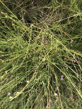 Image of Saltmarsh False Foxglove