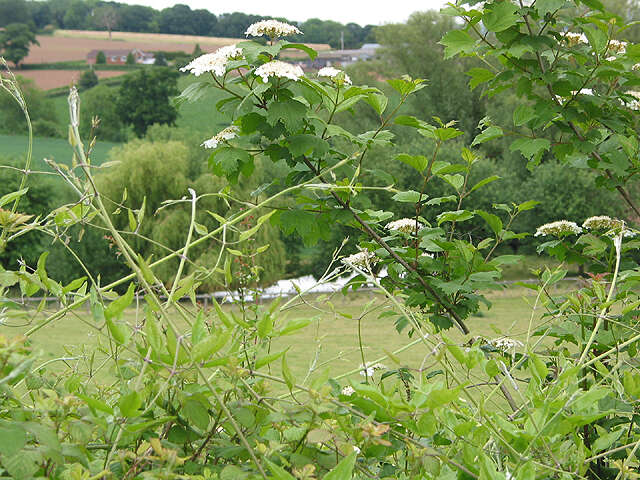 Image of Cranberry-tree