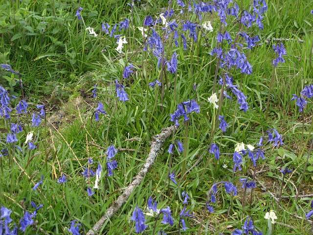 Image de jacinthe des bois